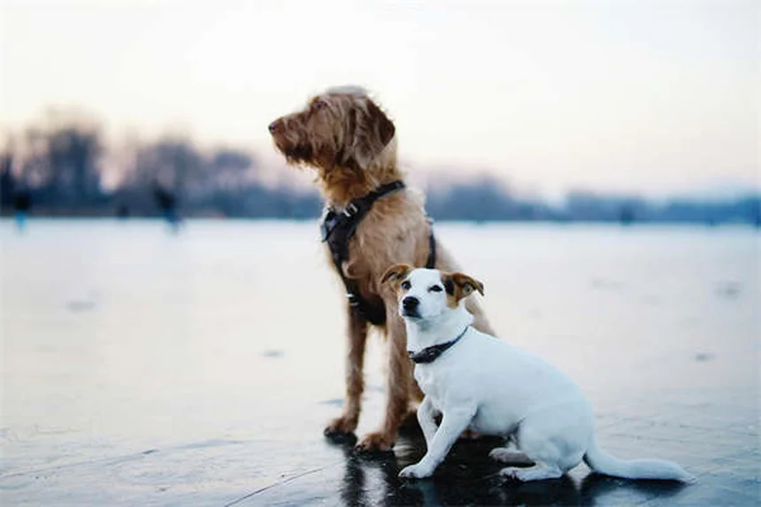 犬のリフレクソロジー効果を徹底解説！自宅でできる簡単マッサージ術