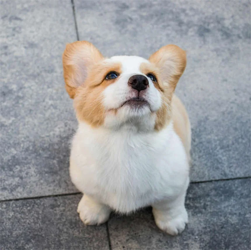犬のリフレクソロジー効果を徹底解説！自宅でできる簡単マッサージ術