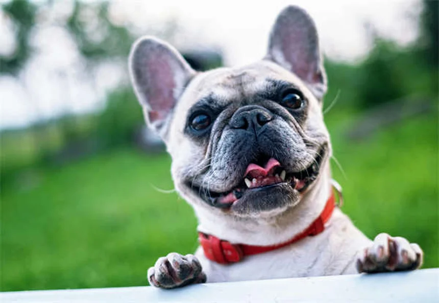 犬のリフレクソロジー効果を徹底解説！自宅でできる簡単マッサージ術