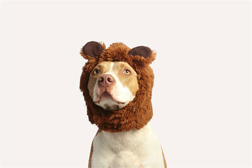 犬や猫の退屈解消法7選｜留守番中のストレスを軽減するコツ