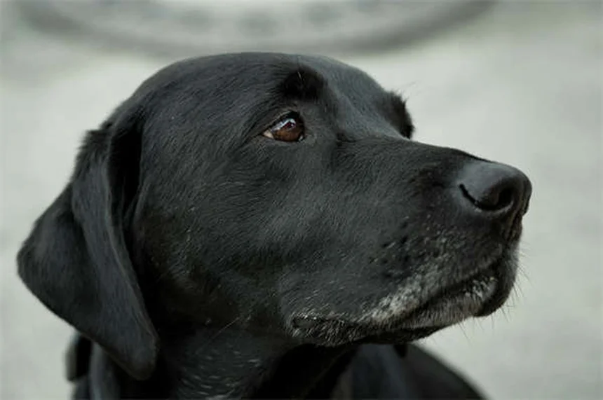 犬の脳の不思議：愛犬の思考と感情を徹底解説！