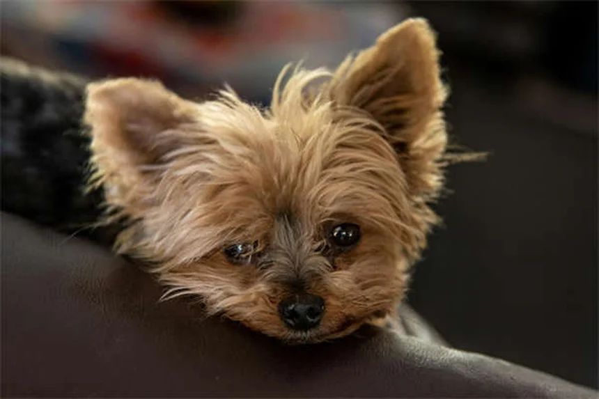 犬の脳の不思議：愛犬の思考と感情を徹底解説！