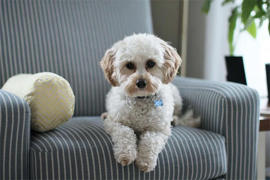 犬のナルコレプシーとは？症状から対処法まで獣医師が解説