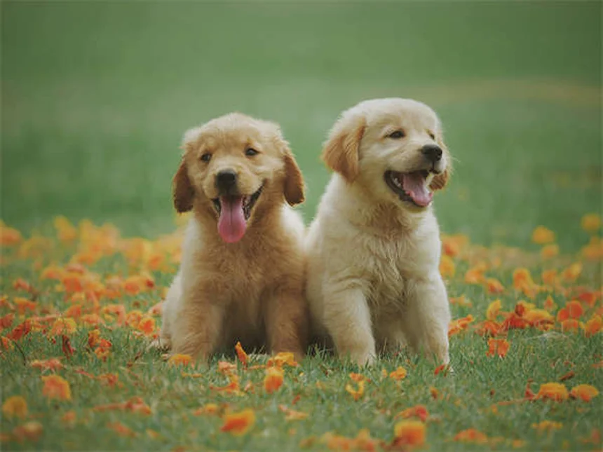 犬のナルコレプシーとは？症状から対処法まで獣医師が解説