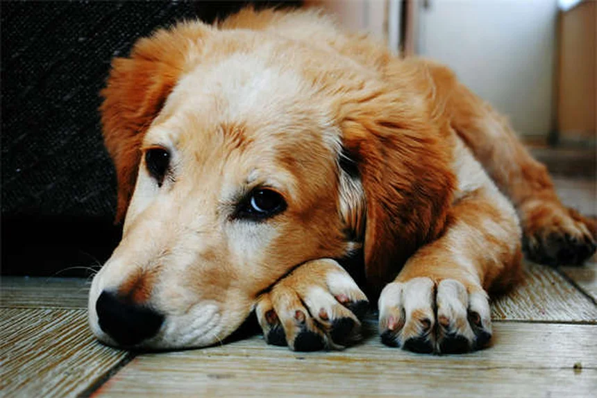 犬のナルコレプシーとは？症状から対処法まで獣医師が解説