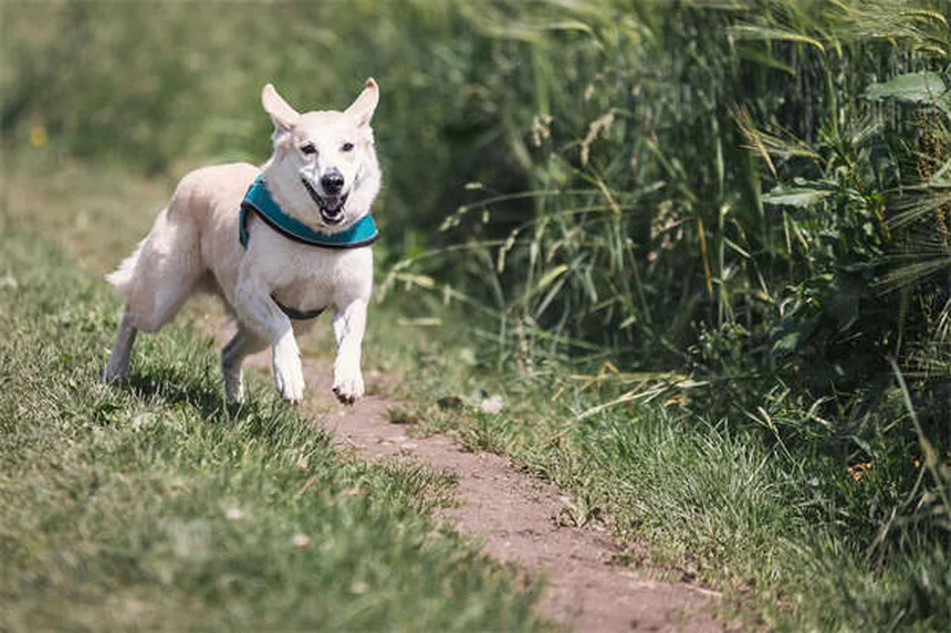 ドゥードル犬16選：人気犬種の特徴と飼い方完全ガイド