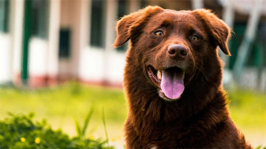 犬の鼻水が止まらない！原因と対処法を獣医が解説