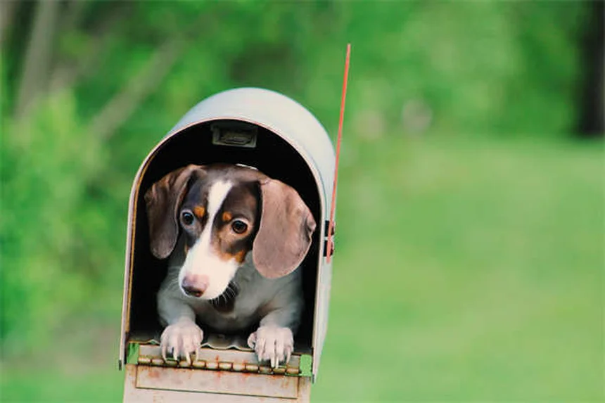 フィラリア陽性の犬を飼う前に知るべき7つのポイント