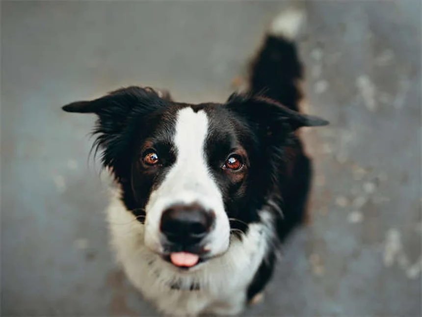 フィラリア陽性の犬を飼う前に知るべき7つのポイント