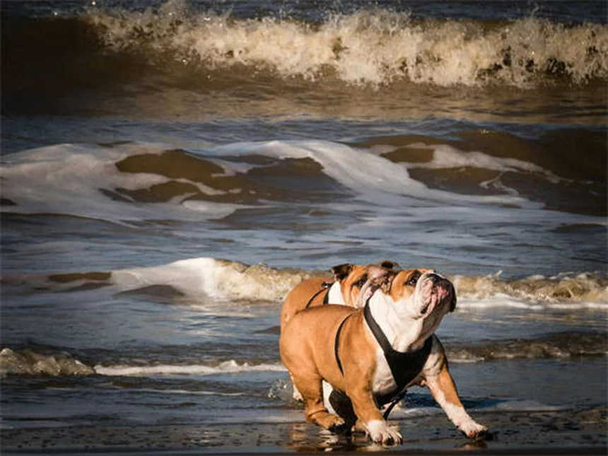 フィラリア陽性の犬を飼う前に知るべき7つのポイント