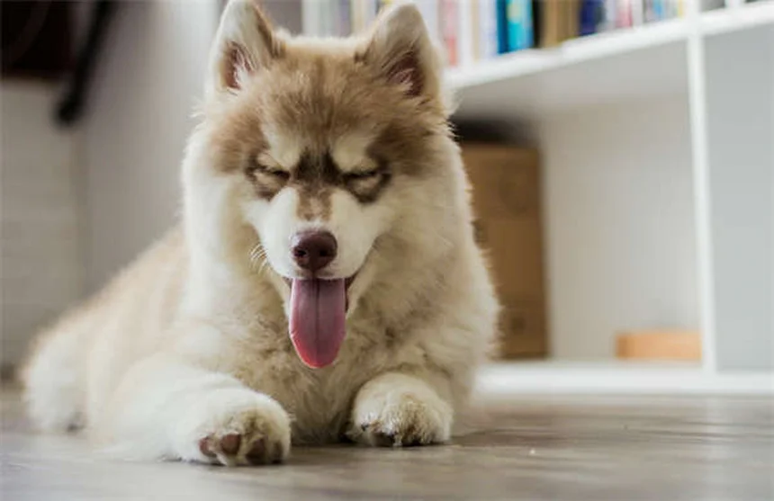 犬の咳が止まらない！原因と対処法を獣医師が徹底解説