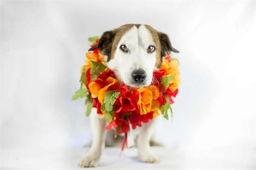 犬の痒みに効くCytopoint注射とは？効果と副作用を徹底解説